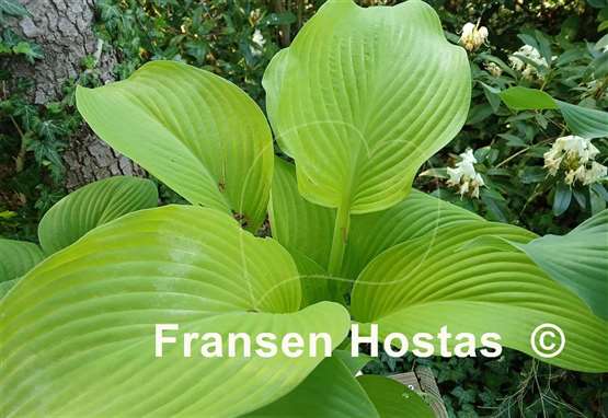 Hosta Fort Knox