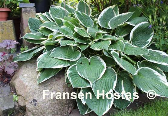 Hosta Fortunei Albomarginata