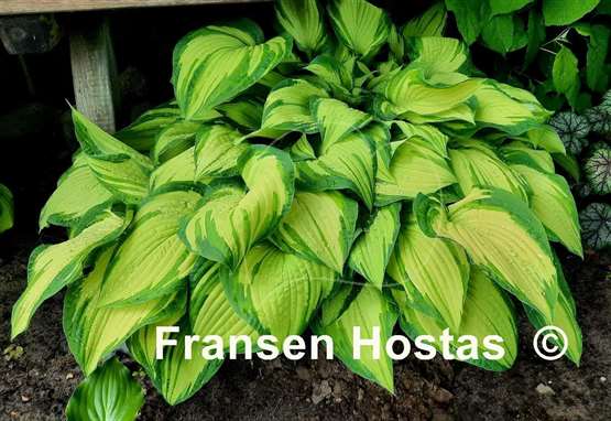 Hosta Fortunei Albopicta