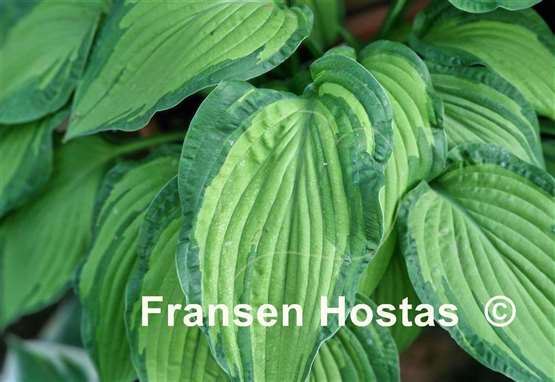 Hosta Fortunei Albopicta
