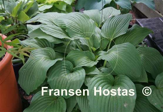 Hosta Fortunei Aoki