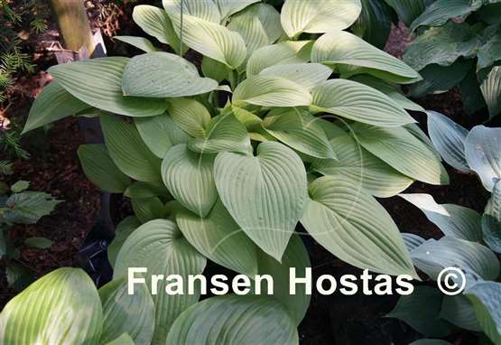 Hosta Fortunei Aurea