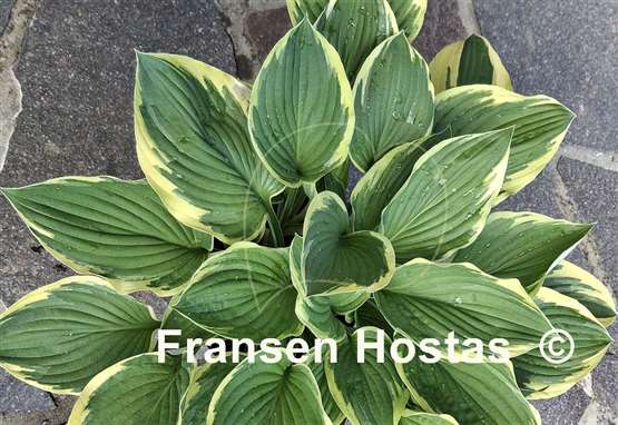 Hosta Fortunei Aureomarginata