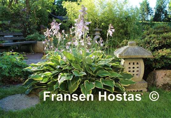 Hosta Fortunei Aureomarginata
