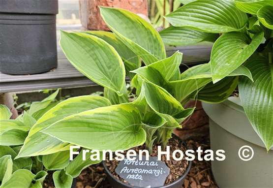 Hosta Fortunei Aureomarginata