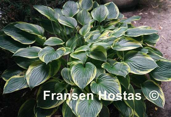 Hosta Fortunei Aureomarginata