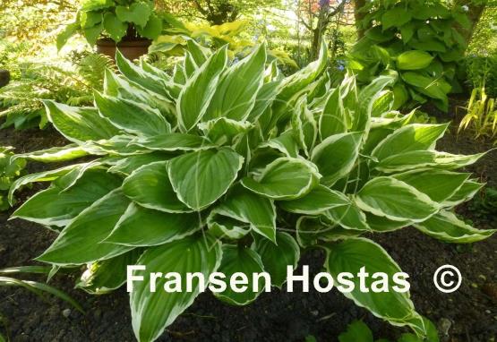 Hosta Fortunei Albomarginata