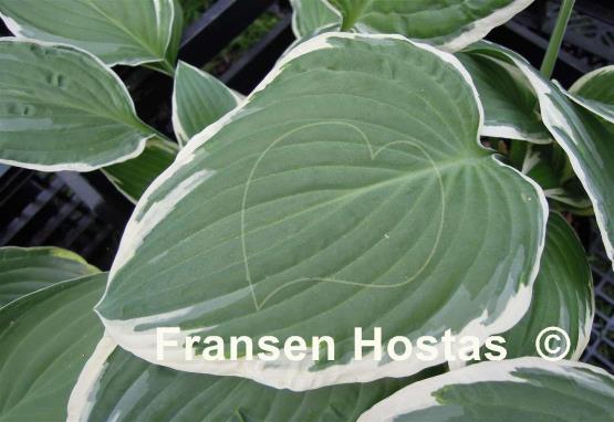 Hosta Fortunei Albomarginata