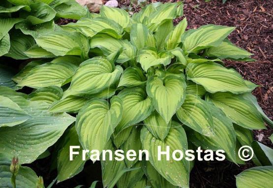 Hosta Fortunei Albopicta