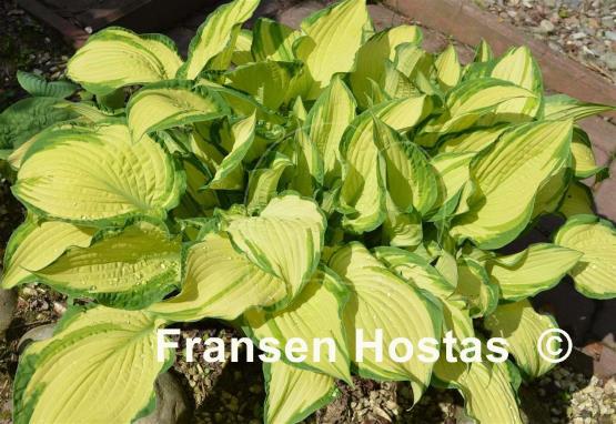 Hosta Fortunei Albopicta