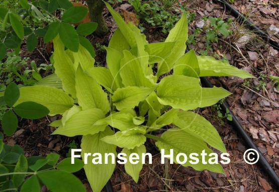 Hosta Fortunei Aurea
