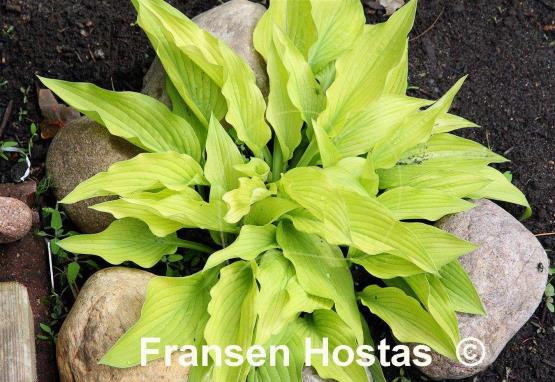 Hosta Fortunei Aurea