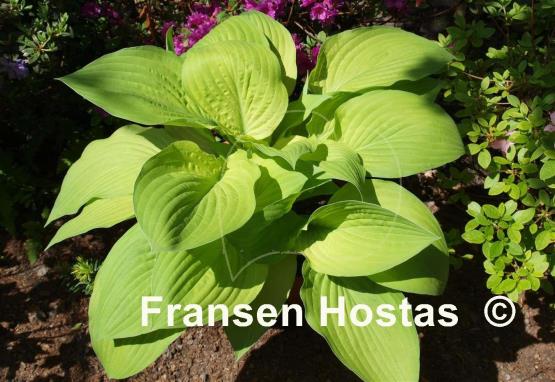 Hosta Fortunei Aurea