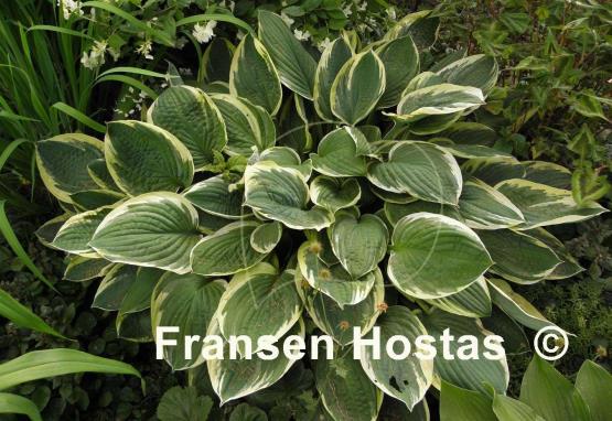 Hosta Fortunei Aureomarginata