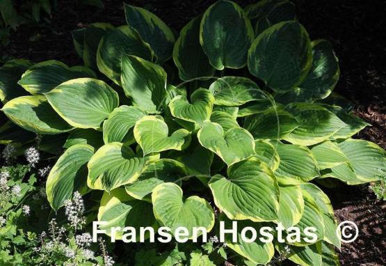 Hosta Fortunei Aureomarginata