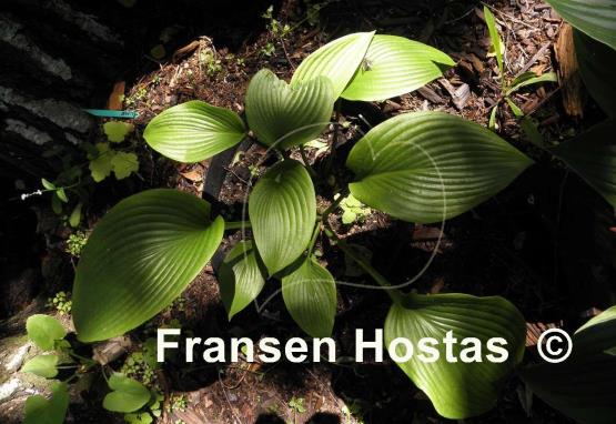 Hosta Fortunei Gigantea