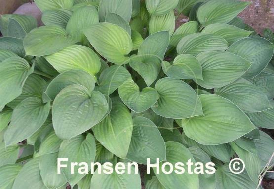 Hosta Fortunei Hyacinthina
