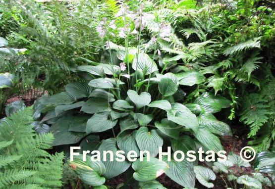 Hosta Fortunei Hyacinthina