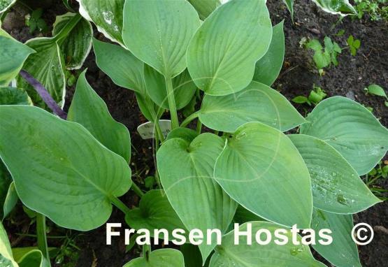 Hosta Fortunei Hyacinthina