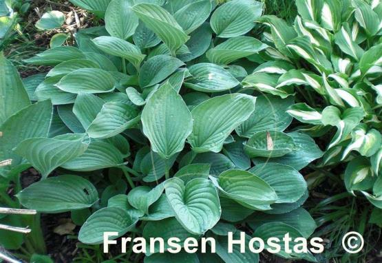 Hosta Fortunei Obscura