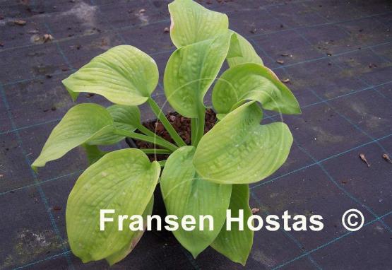 Hosta Fourteen Carats