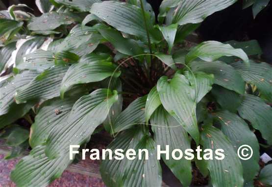 Hosta Fourth of July