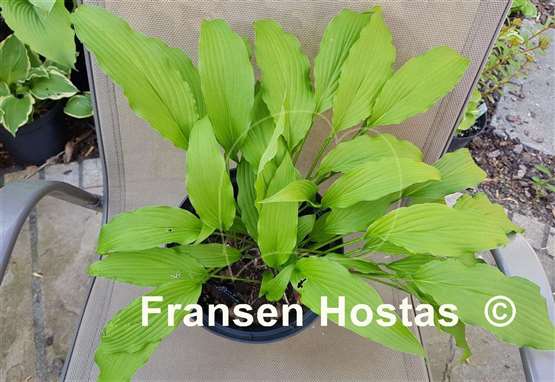 Hosta Fourth of July
