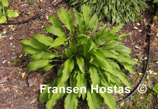 Hosta Fourth of July