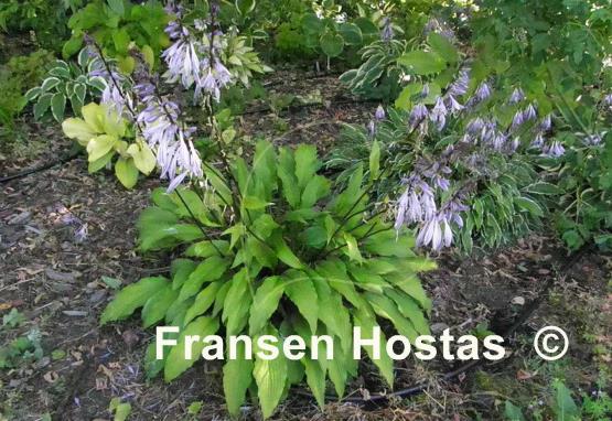 Hosta Fourth of July