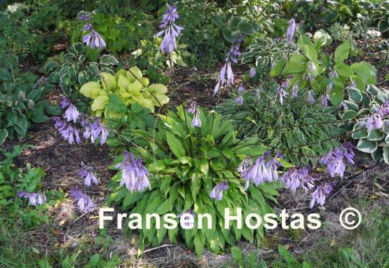Hosta Fourth of July