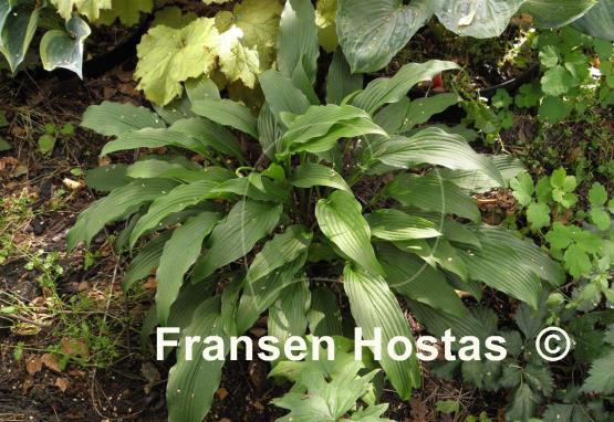 Hosta Fourth of July