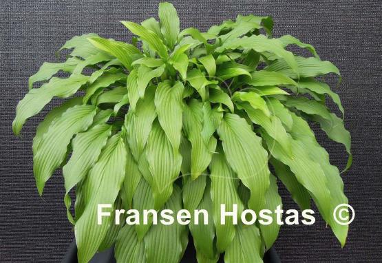 Hosta Fourth of July