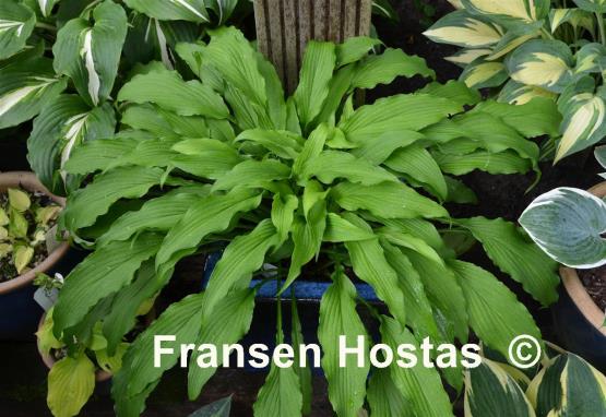 Hosta Fourth of July