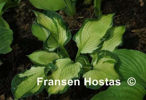 Hosta Foxfire Divine Winds