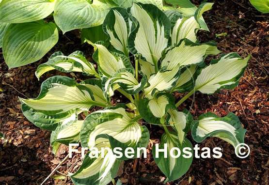 Hosta Foxfire Divine Winds