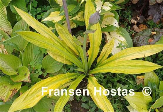 Hosta Foxfire Good Friday
