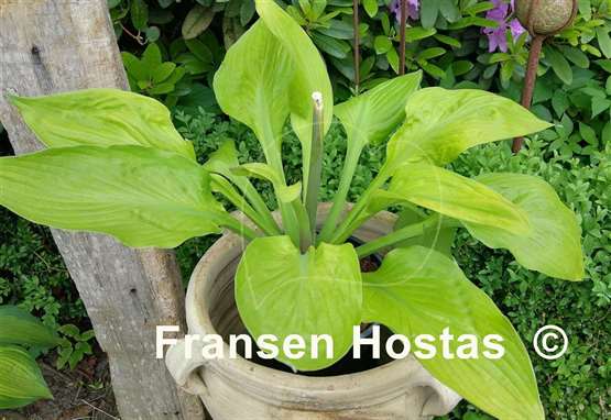 Hosta Foxfire Good Friday