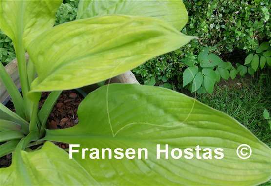 Hosta Foxfire Good Friday