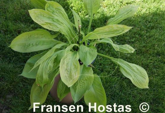 Hosta Foxfire Good Friday