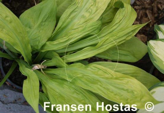 Hosta Foxfire Good Friday