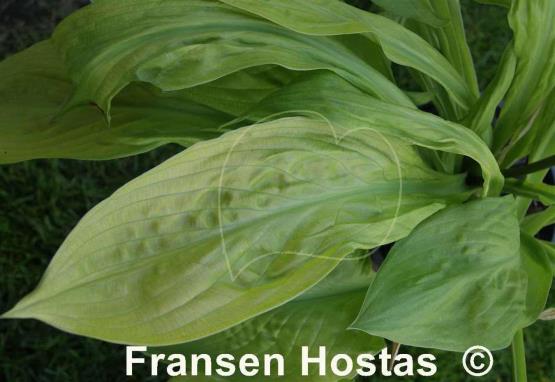 Hosta Foxfire Good Friday
