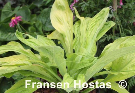 Hosta Foxfire Good Friday