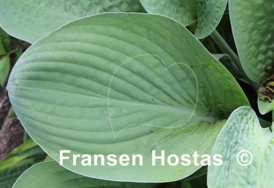 Hosta Foxfire Green Lantern