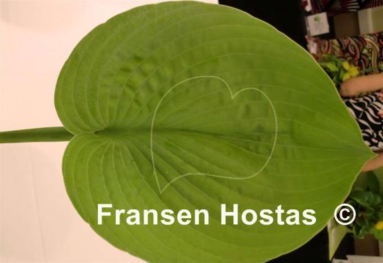 Hosta Foxfire Irish Moon