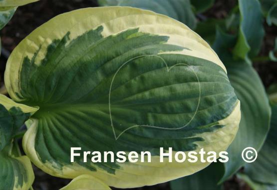 Hosta Foxfire Night Skye