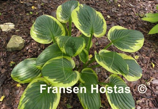 Hosta Foxfire Night Skye