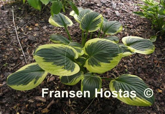 Hosta Foxfire Night Skye