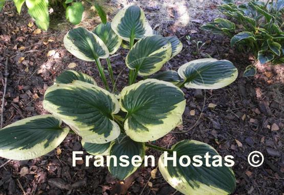 Hosta Foxfire Night Skye