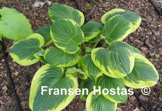 Hosta Foxfire Night Skye