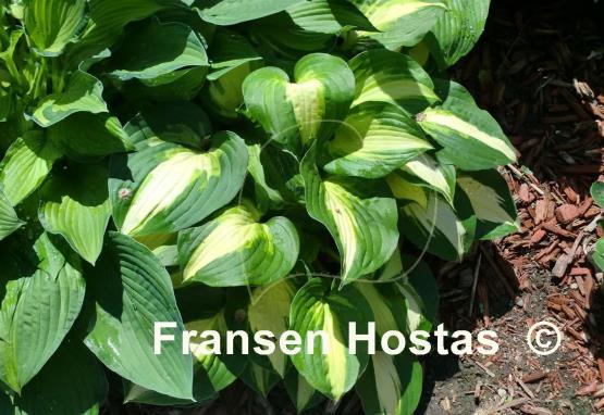 Hosta Foxfire Nightsong